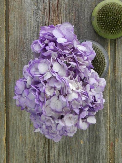 PAINTED PURPLE #7  TINTED HYDRANGEAS